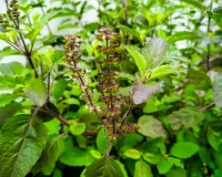 रोजाना तुलसी का सेवन क्यों है फायदेमंद? जानिए इसके चमत्कारी गुण 