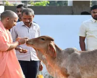 गोरखनाथ मंदिर की गोशाला में CM योगी ने ‘भोले’ नंदी महाराज को सहलाया, दिया सेवा और करुणा का संदेश