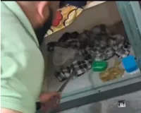 मेरठ: चौधरी चरण सिंह विश्वविद्यालय के हॉस्टल में निकला सांप, छात्रों में मचा हड़कंप