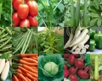 गर्मियों में घर पर उगाएं ये सब्जियां करेला लौकी तोरी और भिंडी सही तरीके से लगाएं और पाएं भरपूर पैदावार