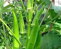 भिंडी की खेती में येलो वेन मोजैक वायरस से बचने का आसान तरीका किसान ऐसे बचाएं 90 प्रतिशत तक नुकसान