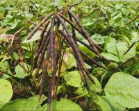 खाली खेत में करें इस फसल की खेती 60 दिन में होगी तगड़ी कमाई कम लागत में मिलेगा बड़ा मुनाफा