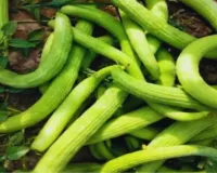 जायद सीजन की सुपरहिट फसल तर ककड़ी 60 दिन में तैयार और एक एकड़ से 1 लाख तक कमाई