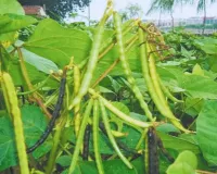 मार्च में मूंग की खेती से कमाएं अतिरिक्त मुनाफा 60 दिन में तैयार होगी फसल और बढ़ेगी मिट्टी की उर्वरता