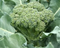 घर की छत पर उगाएं ब्रोकली और 60 दिन में पाएं सुपर हेल्दी फसल, बिना केमिकल की ताजी सब्जी अब घर में ही तैयार