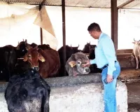 मुजफ्फरनगर: मुख्य पशु चिकित्सा अधिकारी ने गौ आश्रय स्थल का किया निरीक्षण 