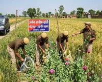 मुजफ्फरनगर: गेहूं के बीच लहलहा रही थी अफीम की फसल, पुलिस की सर्जिकल स्ट्राइक से फैली सनसनी
