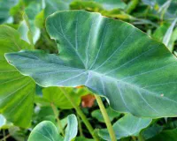 Arbi farming: कम खर्च में ज्यादा कमाई देने वाली खेती 6 महीने में बदल सकती है किसान की किस्मत