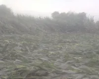 तेज़ आंधी बारिश ने किसानों के अरमानों पर फेरे पानी,सैकड़ों एकड़ में लगे मकई के पौधे हुए जमींदोज