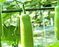 लौकी की खेती से 60 दिन में छप्पर फाड़ कमाई, मार्च में अपनाएं ये बेड विधि और बनें लाखों के मालिक