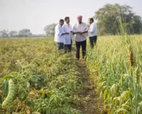 मार्च की गर्मी से गेहूं की फसल बचाने का आसान तरीका जानिए दाने क्यों रह जाते हैं छोटे और कैसे बढ़ेगी पैदावार