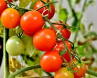 गर्मी में टमाटर की खेती से होगा बड़ा मुनाफा सही तरीका अपनाते ही शुरू होगी तगड़ी कमाई