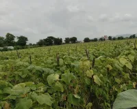 Cucumber Farming Profit: गर्मियों में कम लागत में ककड़ी की खेती से करें जबरदस्त कमाई सिर्फ 90 दिन में तैयार होगी फसल