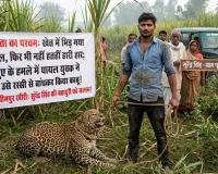 लखीमपुर खीरी: खेत में भिड़ गया काल, फिर भी नहीं हारी हार; तेंदुए के हमले में घायल युवक ने उसे रस्सी से बांधकर किया काबू