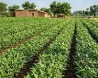 सरसों कटते ही लगाएं ये फसल, 60 दिन में खेत से बरसेगा पैसा और मुनाफा होगा डबल