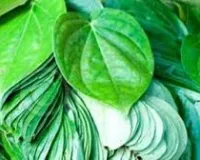 1 एकड़ में पान की खेती से कमाएं 10 लाख तक सालाना, कम जमीन में ज्यादा मुनाफा देने वाली नकदी फसल