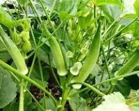 मार्च में करें इन ग्रीष्मकालीन सब्जियों की खेती किसानों को मिल सकती है अच्छी कमाई