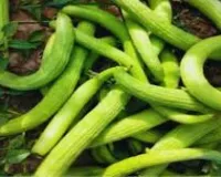 ककड़ी की खेती में खतरनाक रोग और लाल कीड़ा से ऐसे करें बचाव वरना पूरी फसल हो सकती है खराब