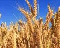 तेज गर्मी से फसलों को बड़ा खतरा, गेहूं और सब्जियों की पैदावार पर असर, कृषि वैज्ञानिकों ने बताए Heat Protect Crops के जरूरी उपाय