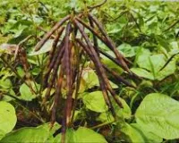 रबी के बाद कमाई का शानदार मौका, 60 दिन में तैयार होगी मूंग की फसल, कम लागत में 50 हजार तक मुनाफा