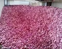 Onion Storage Tips: प्याज को महीनों तक खराब होने से बचाएं सही भंडारण के आसान तरीके जानिए और पाएं दोगुना मुनाफा