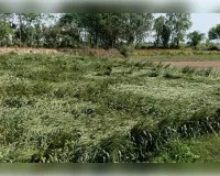 मुजफ्फरनगर: मोरना में बेमौसम बारिश और आंधी का कहर