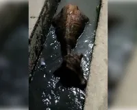 खतौली में गौवंश संरक्षण के दावों की खुली पोल, आवारा घूम रहे गोवंश हादसों का शिकार