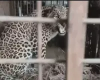 बिजनौर में गुलदार पिंजरे में कैद, ग्रामीणों ने ली राहत की सांस