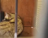 मुरादाबाद कलेक्ट्रेट में खौफ: डीएम ऑफिस के रिकॉर्ड रूम में घुसा 'कब्र बिज्जू', 