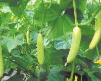 मार्च में शुरू करें खीरे की खेती, गर्मियों में होगी ताबड़तोड़ कमाई, जानें ज्यादा उत्पादन का आसान फार्मूला