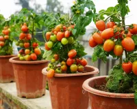 गमले में टमाटर उगाने का सही तरीका 18 इंच गमला, खास मिट्टी और ऑर्गेनिक खाद से पाएं ढेरों लाल टमाटर