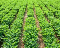 मार्च अप्रैल में करें मूंगफली की खेती खाली खेत से होगी जबरदस्त कमाई जानें बुवाई का सही समय और उन्नत किस्मों का पूरा राज