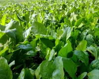 Palak Ki Kheti से किसानों को शानदार मुनाफा कम लागत में तैयार होने वाली फसल बदल रही किसानों की किस्मत