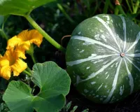 मार्च में कद्दू की खेती से कमाएं मोटा मुनाफा , 90 दिन में तैयार फसल, 240 क्विंटल तक उत्पादन का सुनहरा मौका