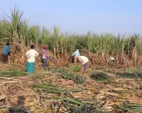 मुजफ्फरनगर के रामराज में गन्ना कटाई के विवाद में पुलिस ने दबोचे दो वांछित आरोपी