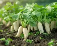 30 से 45 दिन में तैयार होने वाली यह खेती किसानों को दे रही लाखों की कमाई कम लागत में बड़ा मुनाफा