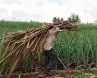 शामली में गन्ने की कटाई करते किसान को सांप ने डसा, हालत बिगड़ने पर जिला अस्पताल रेफर