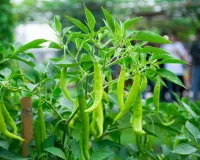 गमले में मिर्च का पौधा है लेकिन फल कम लग रहे हैं तो आज ही अपनाएं ये आसान घरेलू खाद का तरीका