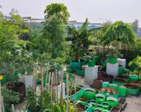 घर की छत पर उगाएं ताजी और केमिकल फ्री सब्जियां गर्मियों में किचन गार्डन से मिलेगा हेल्दी खाना और बचेंगे पैसे