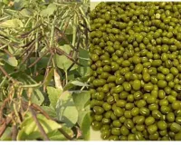 देर से बुवाई में भी देगी जबरदस्त उत्पादन ये मूंग की किस्में जानिए सही वैरायटी और कमाई का आसान तरीका