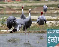 यूपी: मैनपुरी और इटावा में विकसित होगा 'सारस सर्किट', इको-टूरिज्म को मिलेगी नई उड़ान