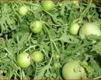 टिंडे की खेती से 45 दिन में होगी तगड़ी कमाई कम लागत में अच्छी पैदावार से किसानों को लाखों का मुनाफा