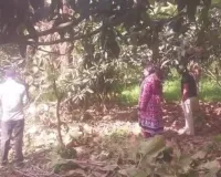 शामली: हरे-भरे सागौन के पेड़ों पर चला माफियाओं का आरा, वन विभाग ने शुरू की बड़ी कार्रवाई