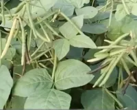 गेहूं कटते ही बदल जाएगी किसानों की किस्मत गर्मी में ये फसल लगाकर कुछ ही दिनों में शुरू होगी कमाई और मिलेगा लाखों का तगड़ा मुनाफा