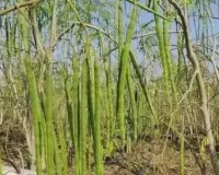 खेती में कम खर्च, कम पानी और तगड़ी कमाई, सहजन का ये पेड़ सालों तक देगा फलियां, पत्ते-फूल भी बिकेंगे; जानिए खेती का पूरा गणित