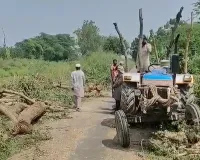 शामली में नहर पटरी पर पेड़ों की कटाई पर विवाद: 1200 से अधिक शीशम के पेड़ों पर चला आरा, उठ रहे सवाल