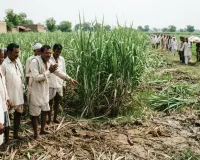 मुजफ्फरनगर: खेत में गन्ना बांधते समय सांप के डसने से युवक की मौत, जिला अस्पताल में नहीं मिला टीका