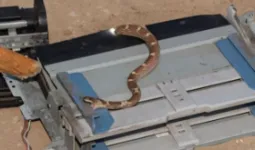 मुजफ्फरनगरः खतौली के स्कूल में प्रिंटर के भीतर निकला सांप, कार्यालय में मचा हड़कंप, कर्मचारियों ने सुरक्षित बाहर निकाला