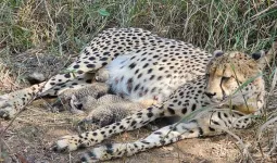 कूनो में बढ़ता चीतों का परिवार...मादा चीता गामिनी दूसरी बार बनी मां, जन्में तीन शावक