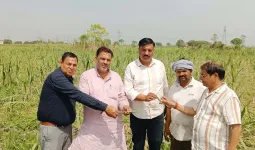 शामली: गन्ना फसल में टाप बोरर कीट नियंत्रण को लेकर किसानों को जागरूक किया गया